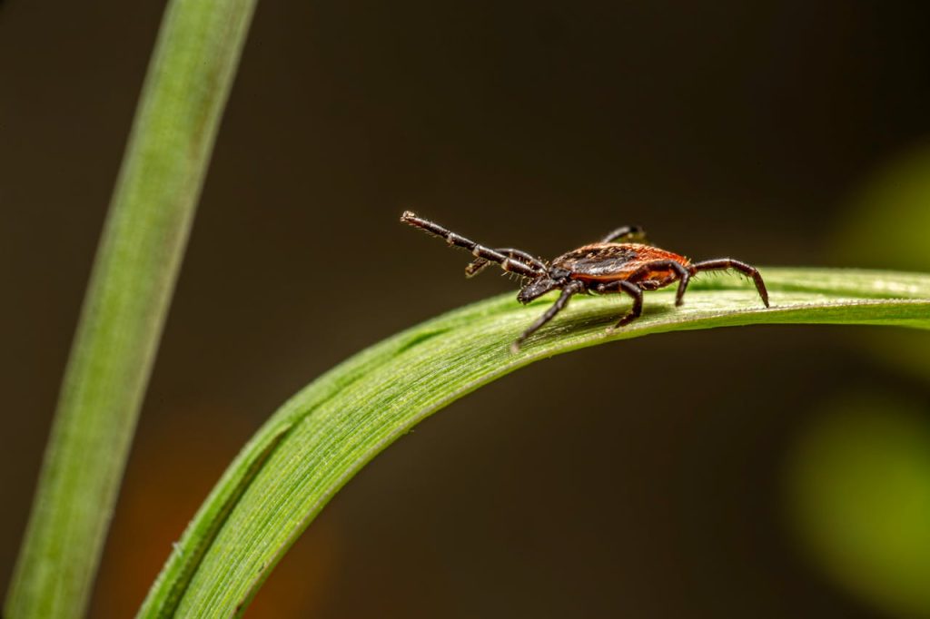 O que é a Doença de Lyme?